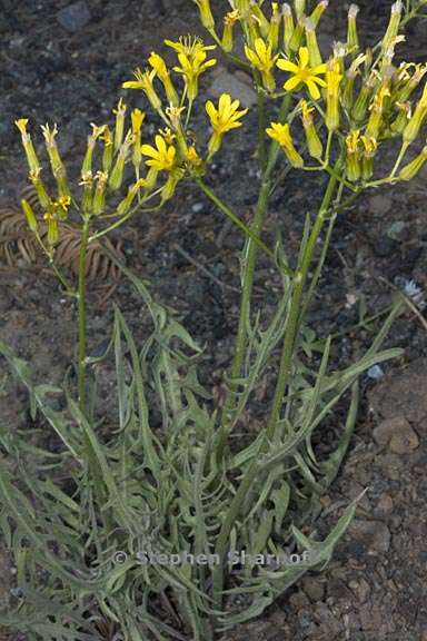 crepis acuminata 4 graphic